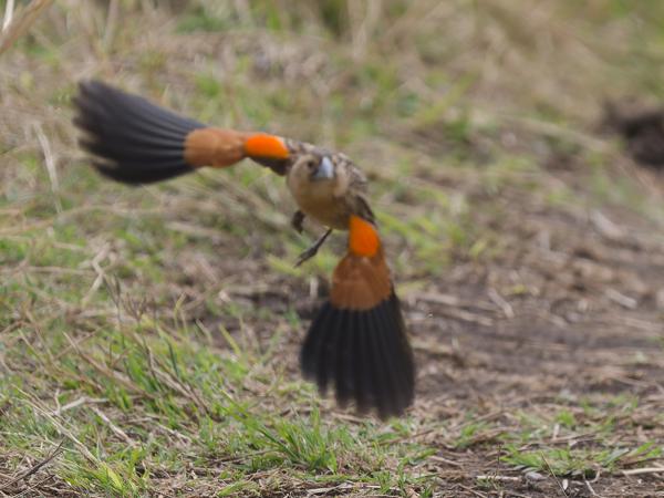 <h3><a href="/trips/tanzania/biota/animalia/chordata/aves/040 passeriformes/114 ploceidae/euplectes axillaris/euplectes axillaris-nl.html">Euplectes&nbsp;axillaris</a> / Fan‑tailed&nbsp;widowbird / Roodschouderwidavink</h3>OM-1 Mark II met OLYMPUS M.150-400mm F4.5, 1/2000 sec  bij F4.5, ISO 500, afstand 15.9&nbsp;m